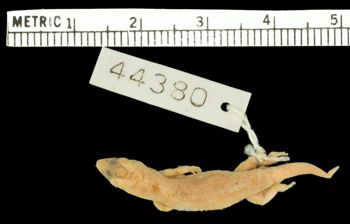 Media type: image;   Herpetology R-44380